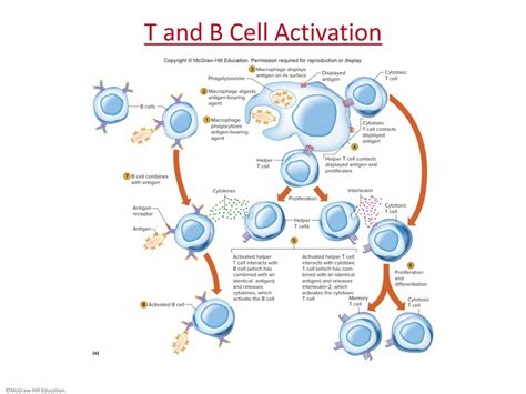 PPT - Chapter 14 Lecture Outline PowerPoint Presentation, free download ...