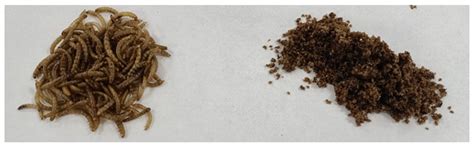 Effect of the Addition of Yellow Mealworm (Tenebrio molitor) on the ...