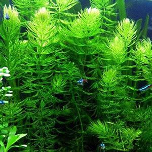 BDSresolve Hornwort in aquarium plant,Red Cabomba Aquarium Plant Seed ...