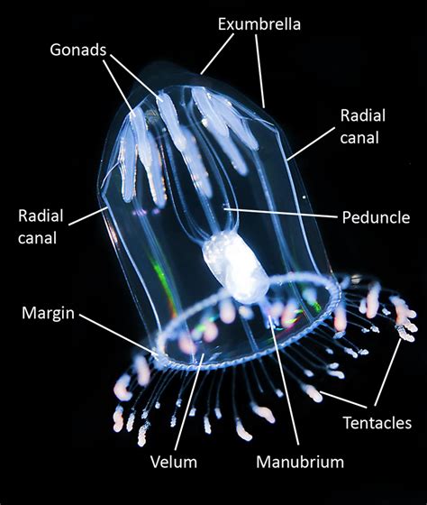 Box Jellyfish Anatomy