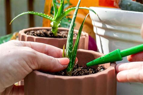 How To Propagate Aloe at Edward Criss blog