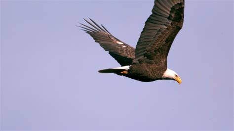 Free photo: Bald Eagle Flying - Animal, Bald, Bird - Free Download - Jooinn