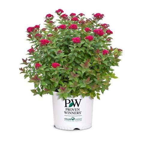 ProvenWinners Double Play Doozie Spirea - Red to India | Ubuy
