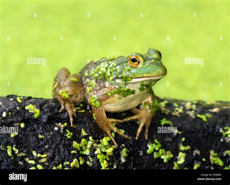 The largest of all North American frogs, American bullfrog (Lithobates ...