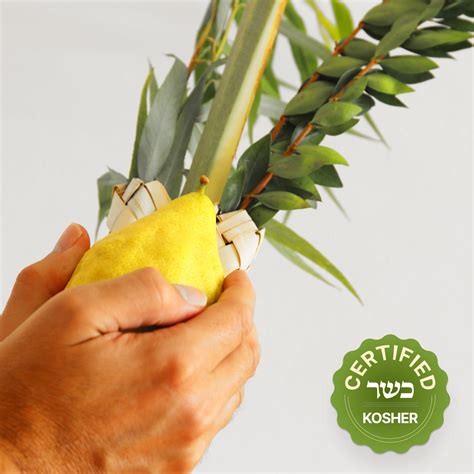 Standart Lulav & Etrog Set