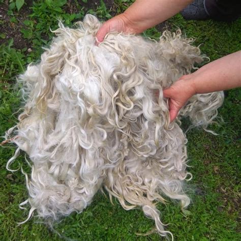 Image result for Angora Goat Wool