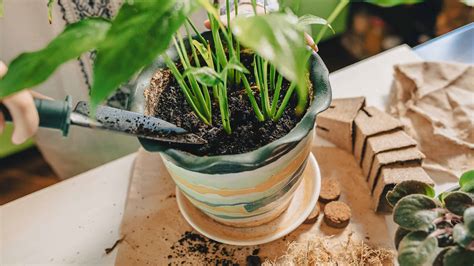 Peace Lily Fertilizer: Do You Need It And Other Tips - A-Z Animals