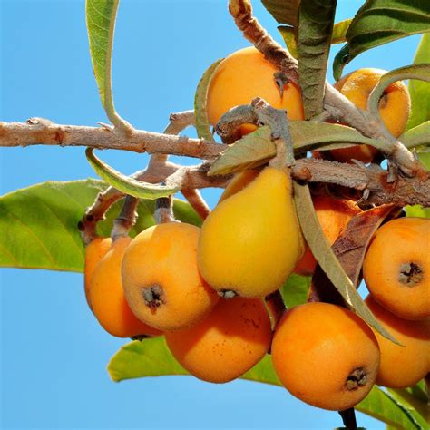 How to Cut and Eat a Loquat Fruit (Quick Guide)