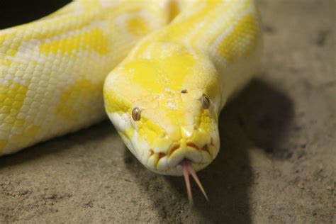 Yellow Python Snake