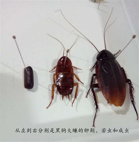 蟑螂能活多久 - 知乎