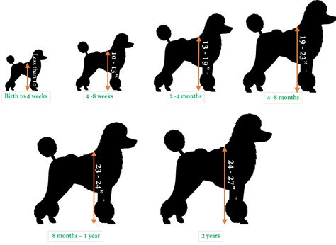 Poodle Age Expectancy