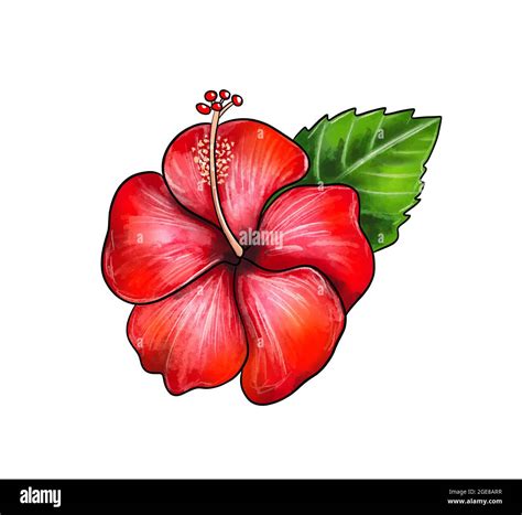How To Draw Hibiscus Flowers Step By Step