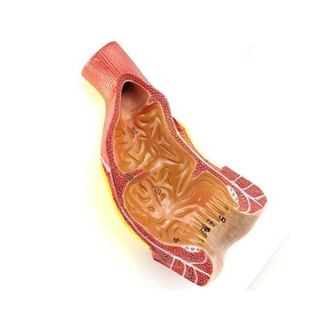 Human Anus Anatomy