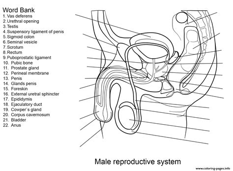 Image result for Male Reproductive System Worksheet