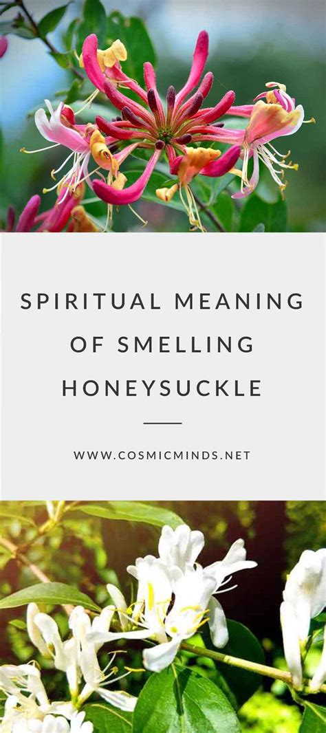Spiritual Meaning of Smelling Honeysuckle: Dive into Honeysuckle's ...