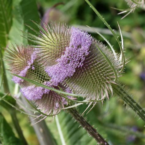 Invasive Plants in Wisconsin | The Nature Conservancy