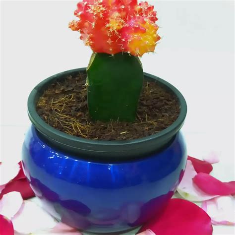 Moon Cactus - Colorful and Eye-catching Plants | Petals Agro Nepal ...