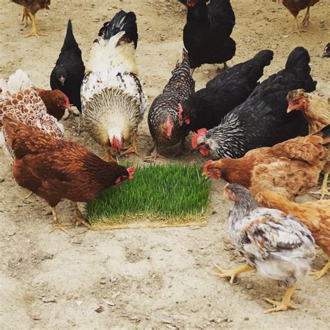 Image result for Fodder Container Boxes