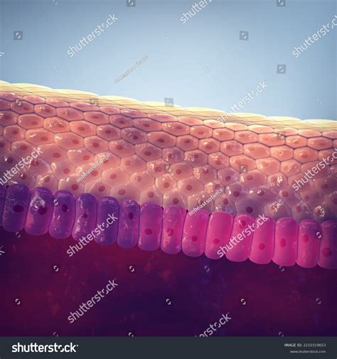 Human Skin Structure 3d Illustration Skin Stock Illustration 2210319653 | Shutterstock