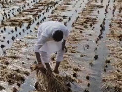 Minister Naresh Patel visited the damaged paddy fields