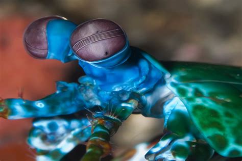 Peacock Mantis Shrimp Eyes