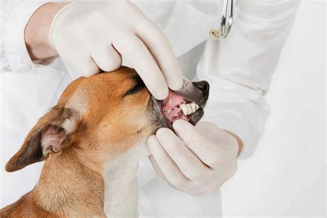 Cancer In Dogs Ear at Kevin Morel blog