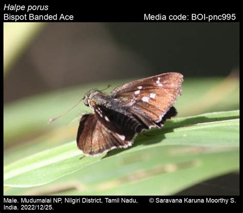 Halpe porus | Butterfly