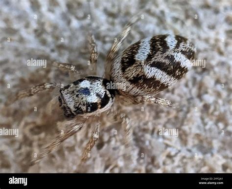 Zebra Jumping Spider (Salticus scenicus Stock Photo - Alamy