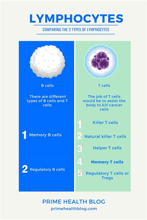 Image result for Lymphocytes Cell Labeled