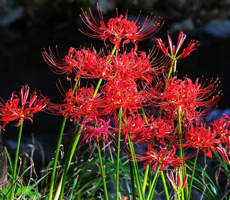 Learn the meaning of the Lycoris radiata flower and its curiosities