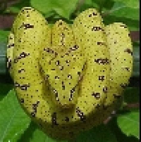 Reptilien Kleinanzeigen | Reptilien Annoncen | Reptilien Inserate ...