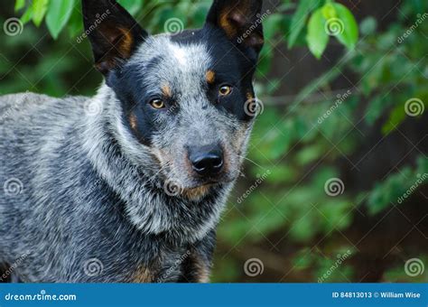 Queensland Blue Heeler Cattle Dog Stock Image - Image of australian ...