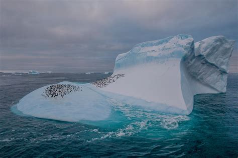 Climate Change Is Hurting Penguins Unevenly in Antarctica - The New ...