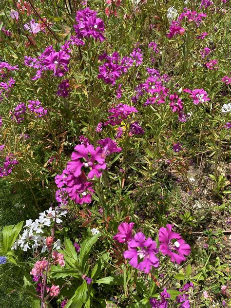 Botany Brown Bag: Clarkia Research with Dr. Kate Eisen, UCLA La Kretz ...