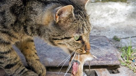 Are Cats Natural Predators
