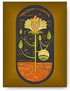 Flower Anatomy Poster | Unique Multicolor Educational Poster Paper ...