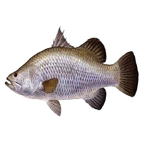 Buy Haris Fish Fish - Desi Bhetki Online at Best Price of Rs null ...