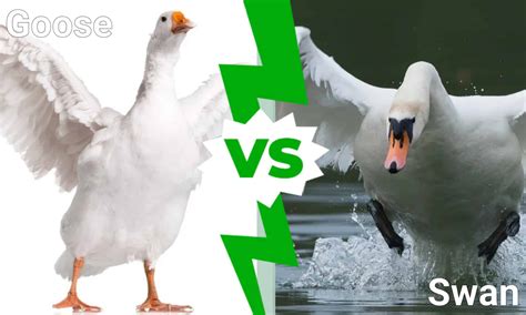 Goose vs Swan: 4 Key Differences Explained - A-Z Animals