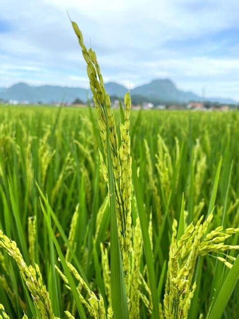 Image result for Object Lesson On Focus