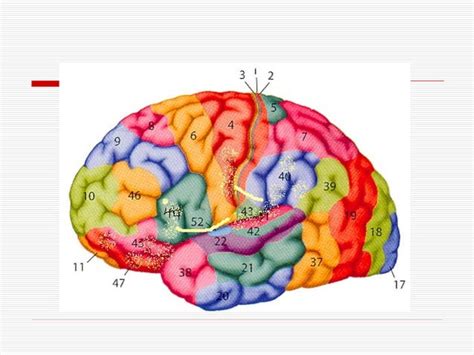Image result for Prefrontal Cortex Basic Diagram