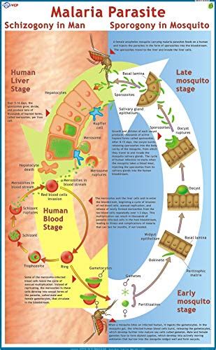 Buy Malaria Chart Book Online at Low Prices in India | Malaria Chart ...