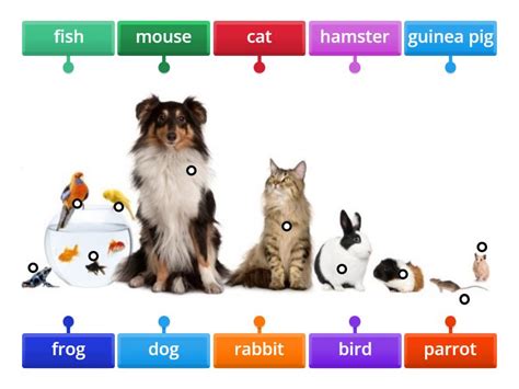 Image result for Pets Explained