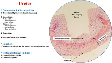 Histology Of Urinary Bladder Diagram