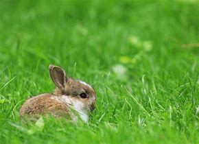 Image result for Gray Rabbit with Black Spots