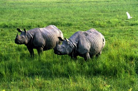 Wildlife 的图像结果