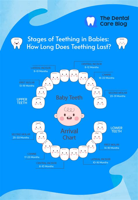 Stages of Teething in Babies: How Long Does Teething Last?