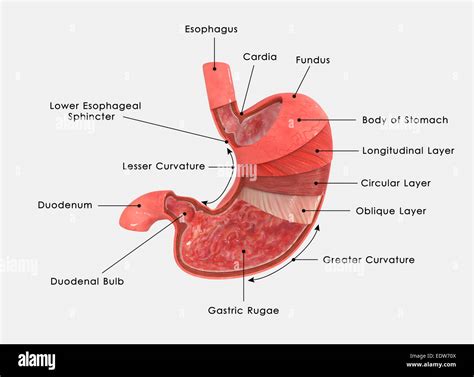 Stomach Layers Stock Photo - Alamy