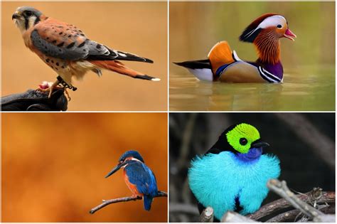 The 10 Most Beautiful Birds