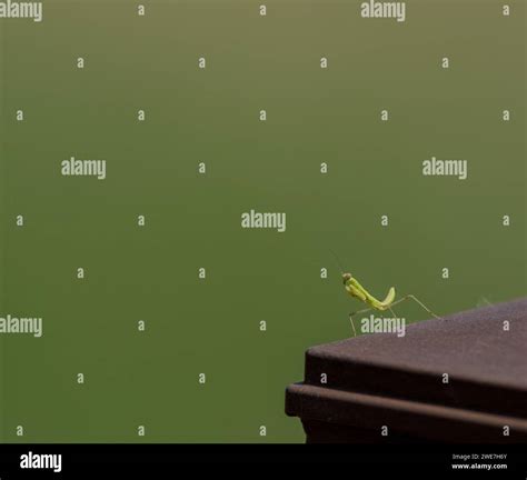 Baby praying mantis hi-res stock photography and images - Alamy