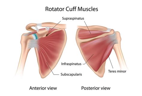 Rotator Cuff Injury Physio Melb | Hartwell Physiotherapy